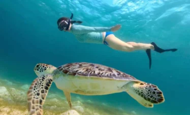 Turtle Town snorkeling in Maui 1024x576 1 870x555 1