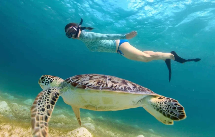Turtle Town snorkeling in Maui 1024x576 1 870x555 1