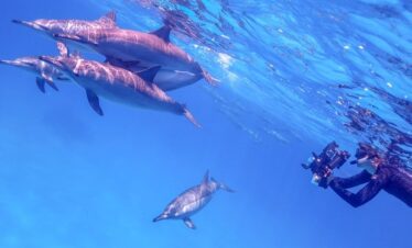 Shaab Samadai Dolphin 1 a5dbf lg