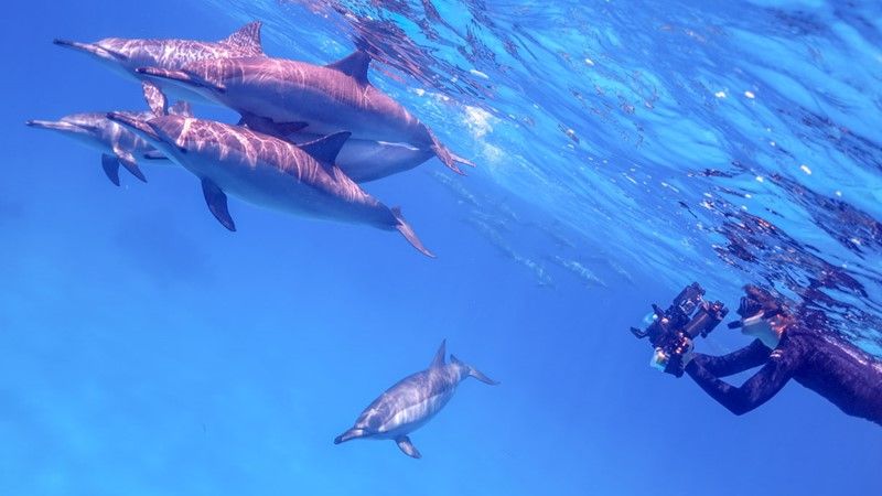 Shaab Samadai Dolphin 1 a5dbf lg
