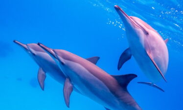 Shaab Samadai Dolphin 06a2b lg