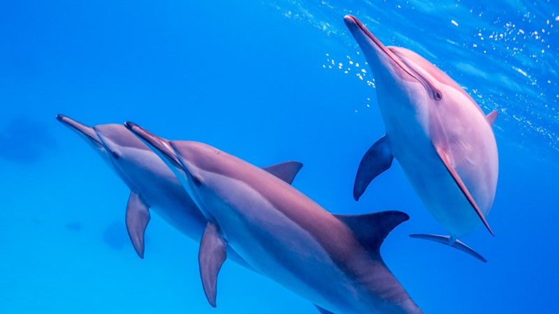 Shaab Samadai Dolphin 06a2b lg