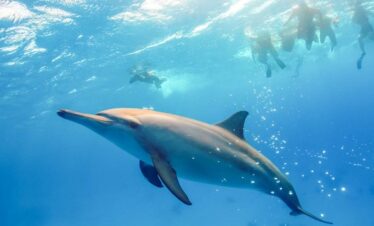 Shaab Samadai Dolphin 86f26 lg