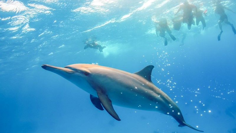 Shaab Samadai Dolphin 86f26 lg